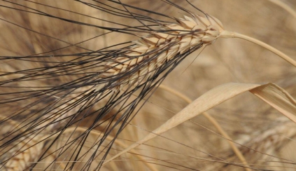 Old wheats (chpt. 1) : Cappelli drum wheat