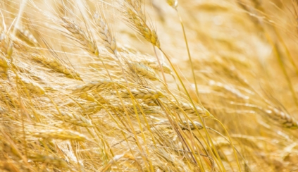 Old wheats (chpt.3) : burnt wheat