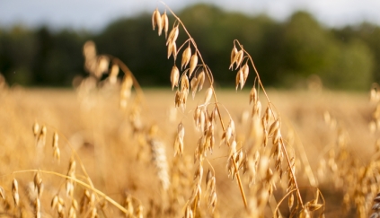 L'AVENA MOLINO ROSSETTO