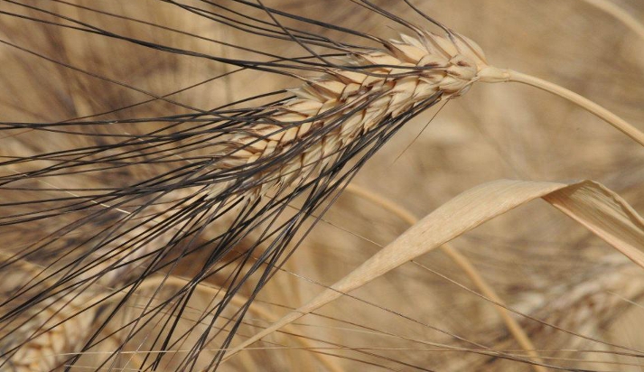 Il grano duro Senatore Cappelli